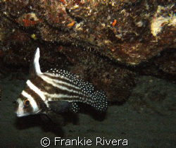 One of my favorites Carribean Fish, An Adult Spotted Drum. by Frankie Rivera 